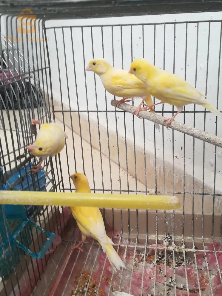 4 canari ب 400لف