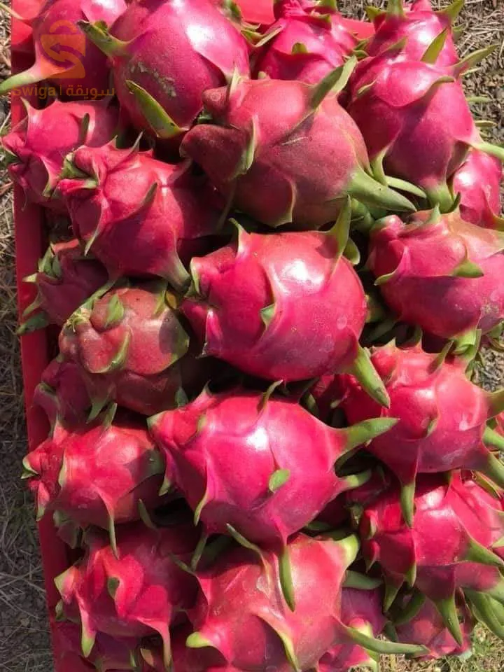 Dragon fruit