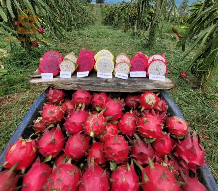 فاكهة التنين