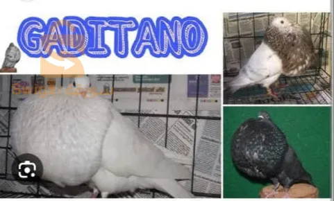 بيع حمام جيتانو اسبانيول