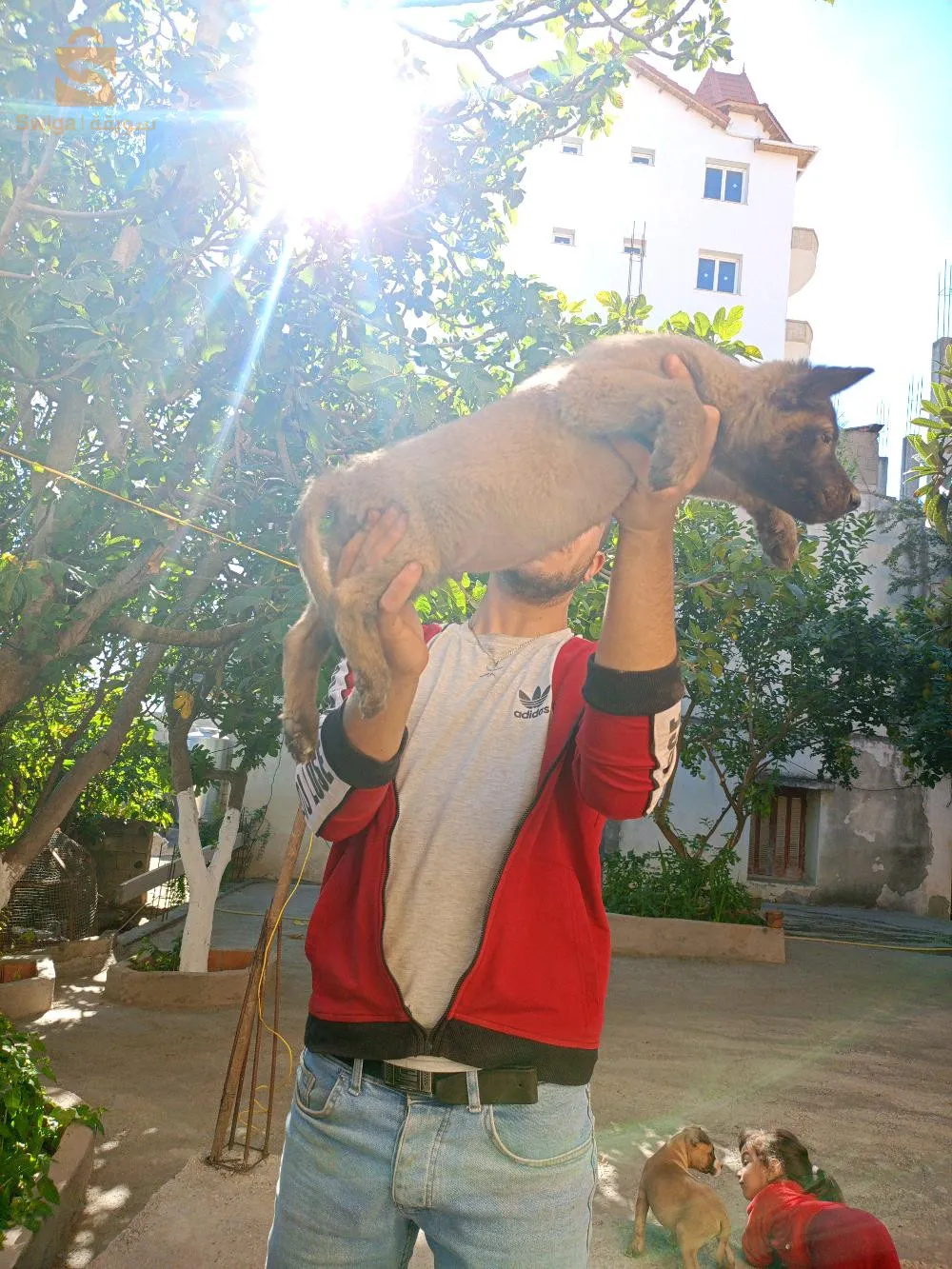 جراء مالينوا شاربوني الدم صافي  شهرين