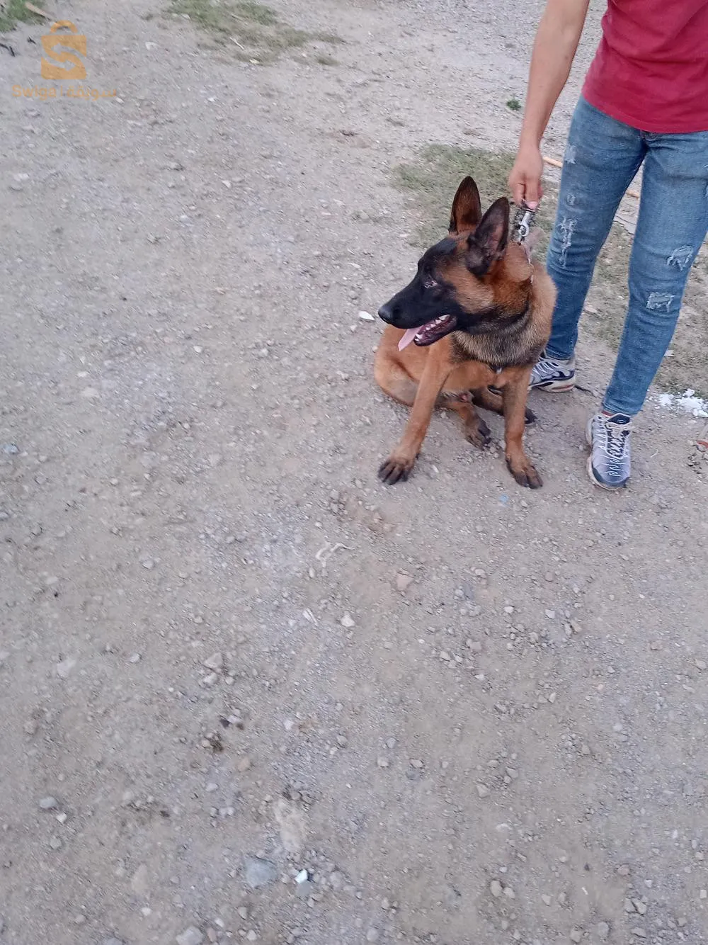 مالينوا ذكر