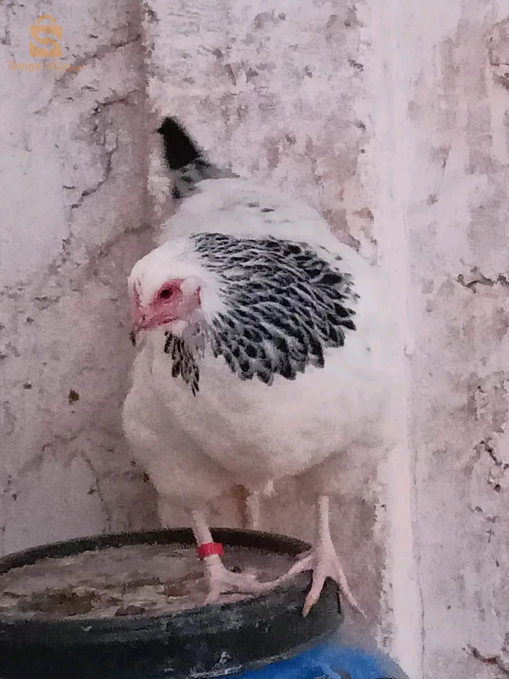 دجاج الزينة