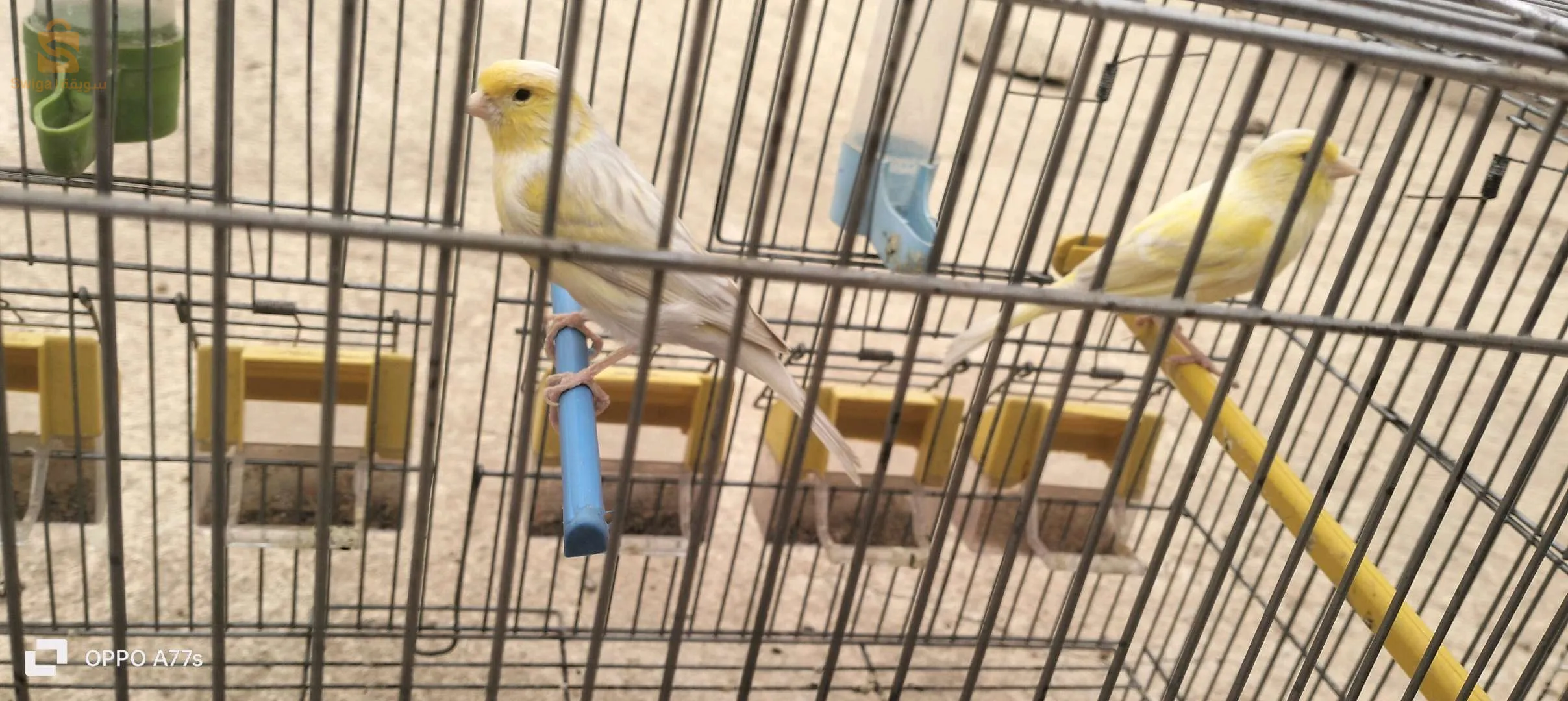 كوبلة وفيمال ساتيني زيو روج