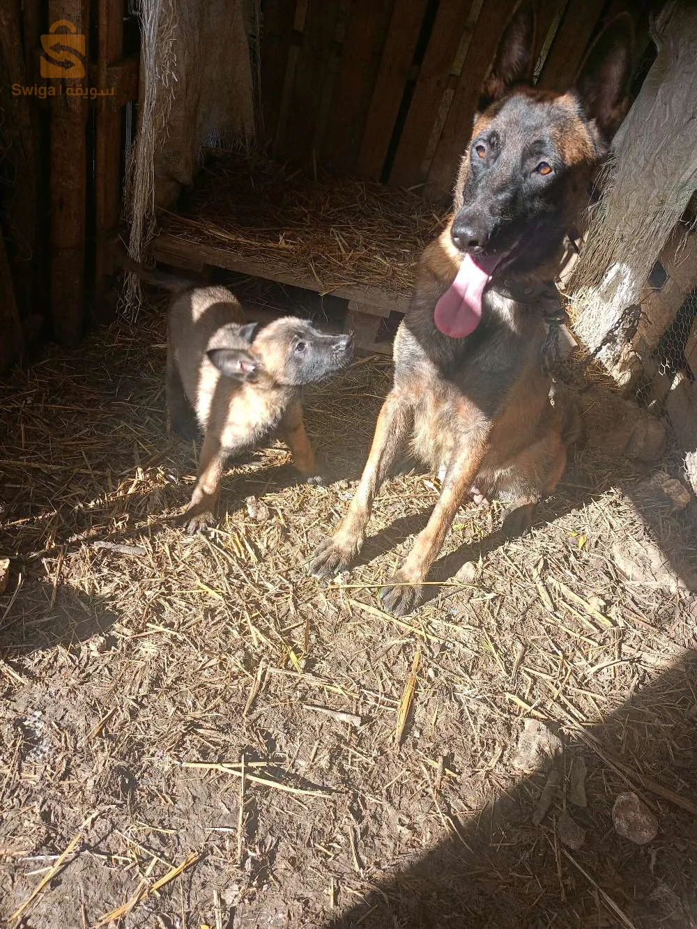 جراء مالينوا شاربوني الدم صافي  شهرين