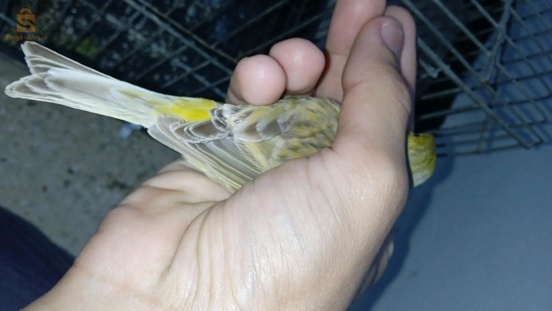 باباحسن العاصمة