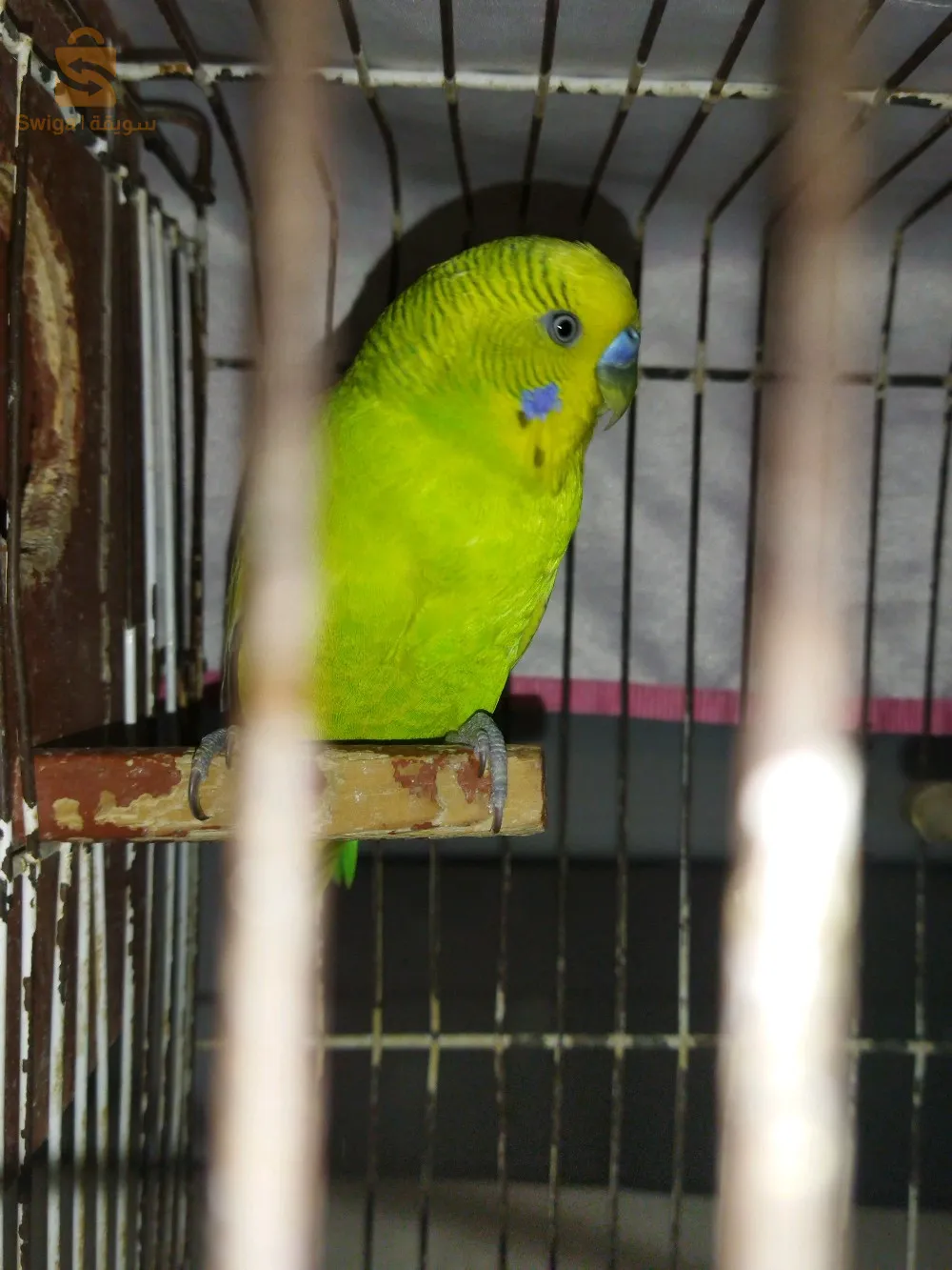 طائر البادجي