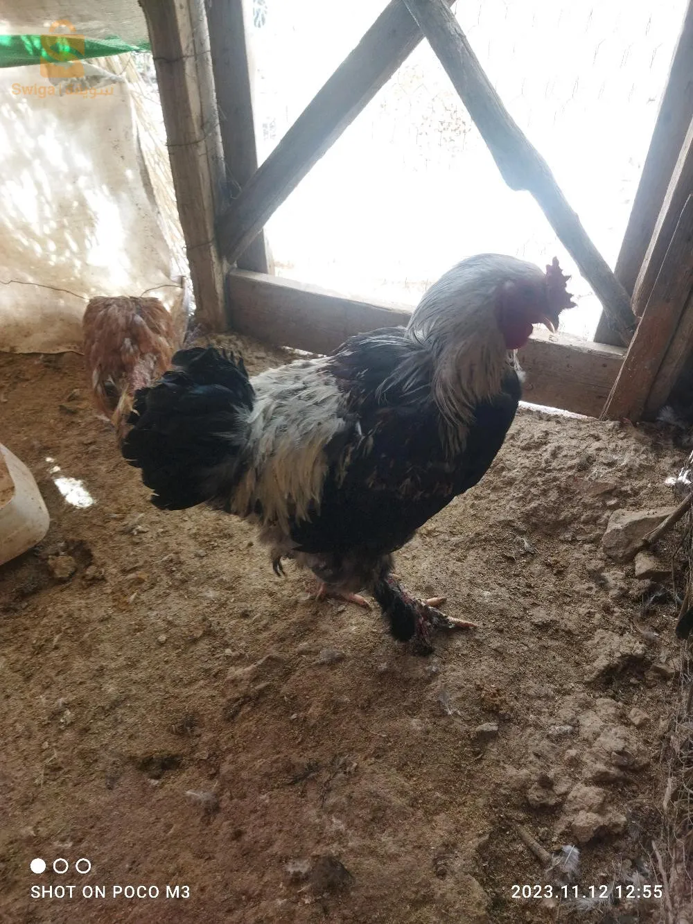 كوبلا براهما