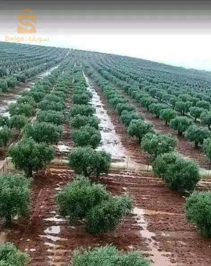 تهيئة المساحات الخضراء وبيع كل أنواع النباتات والأشجار