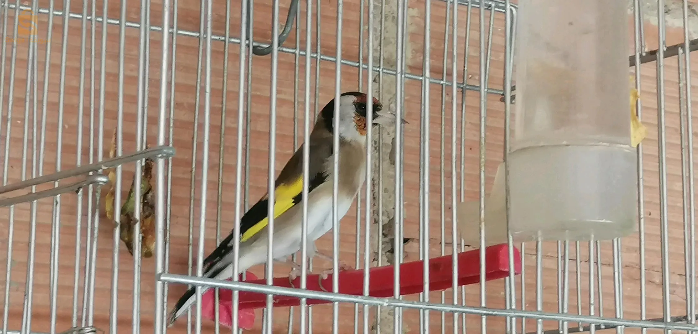 طائران من الحسون