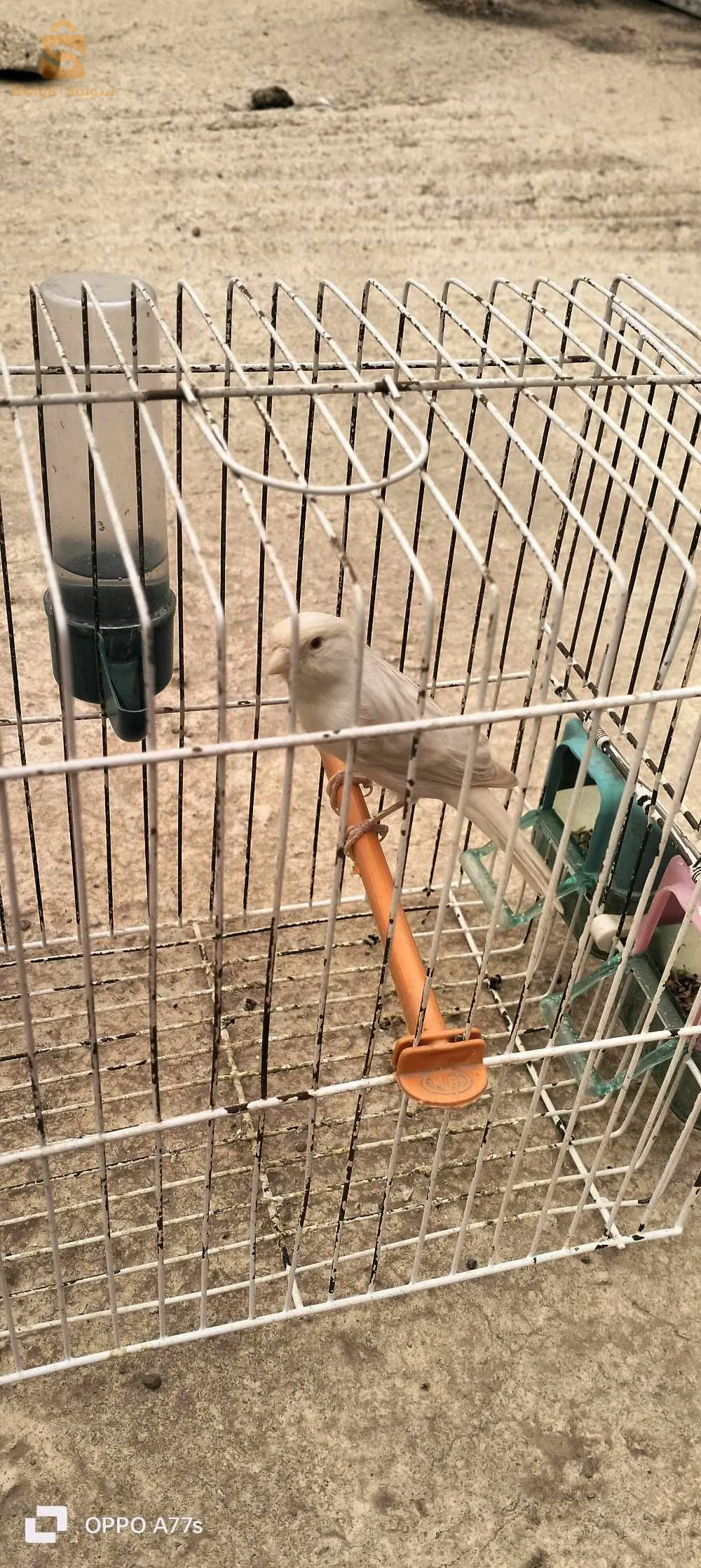 كوبلة وفيمال ساتيني زيو روج