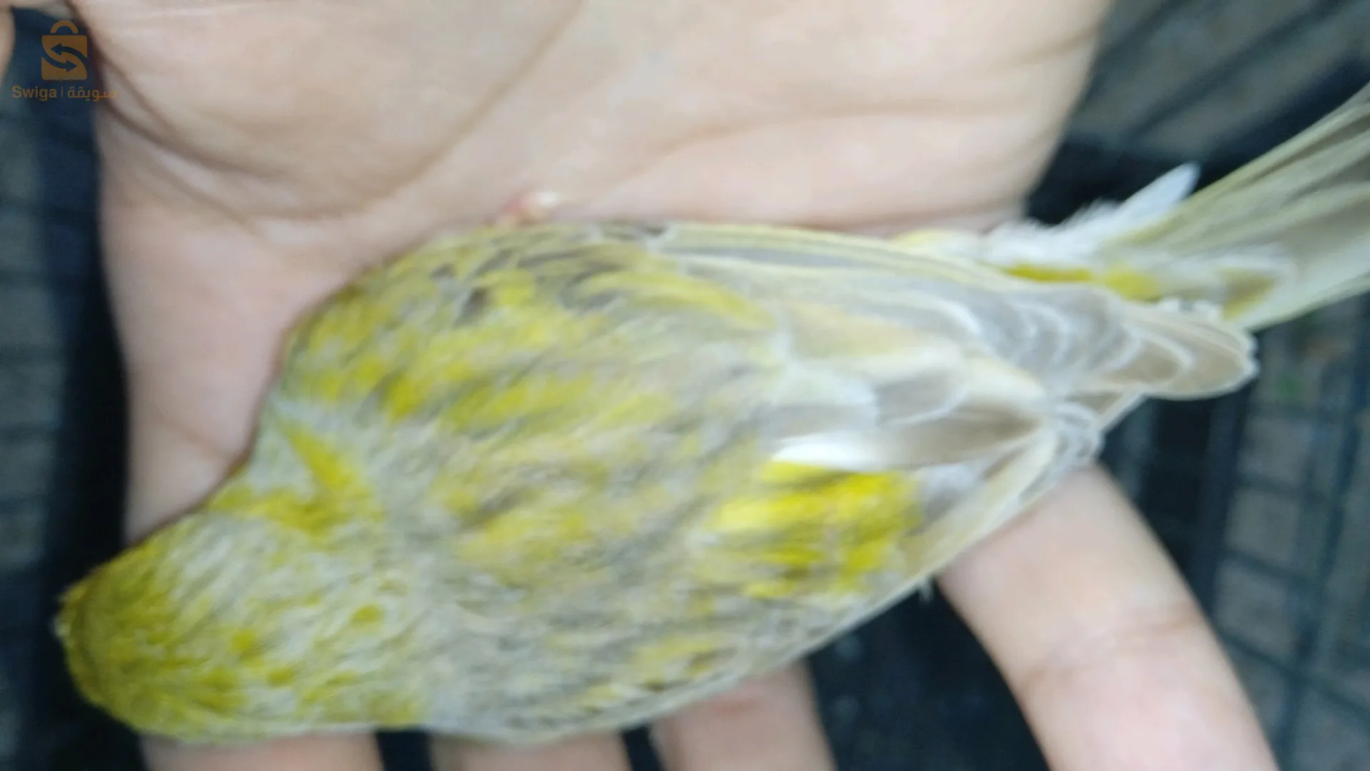 باباحسن العاصمة