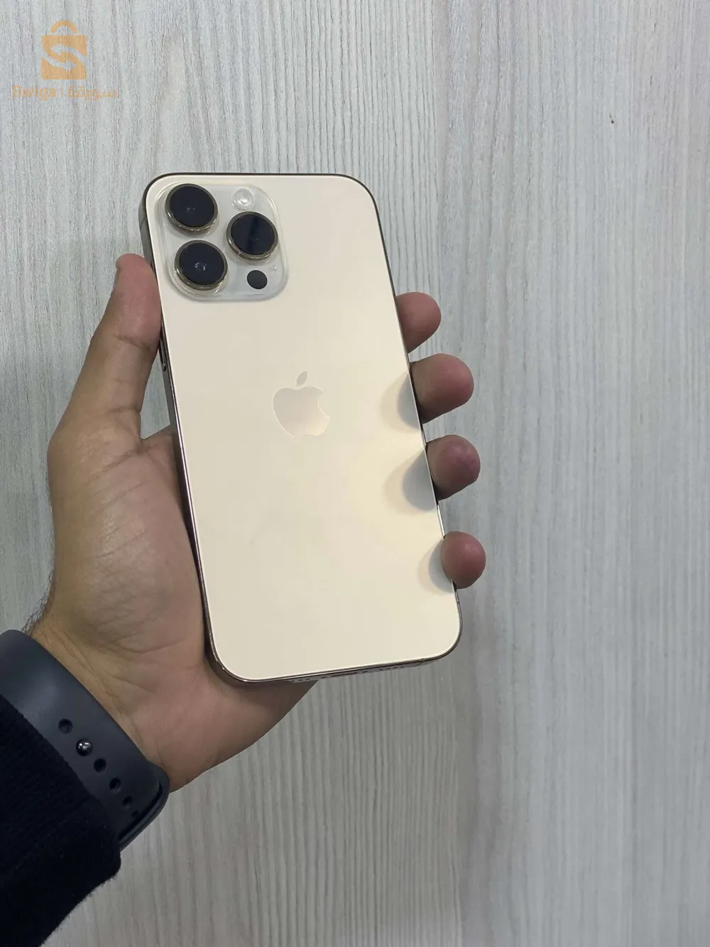 كاليتوس الجزائر