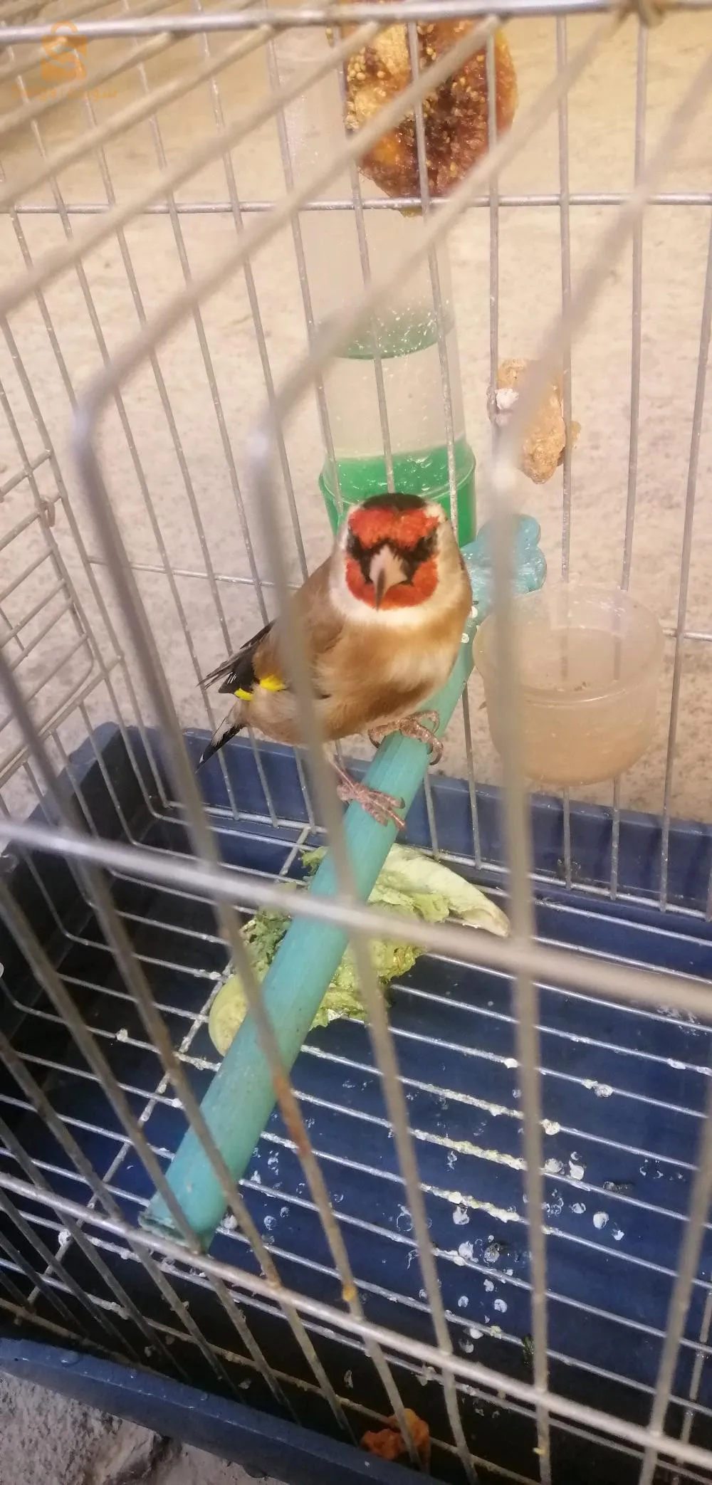 طائران من الحسون