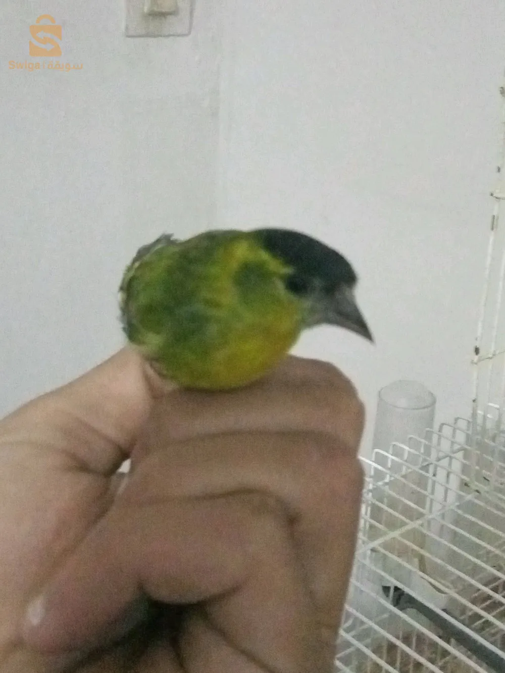 كوبلا طااارة ربي بارك عندهااا شهرين