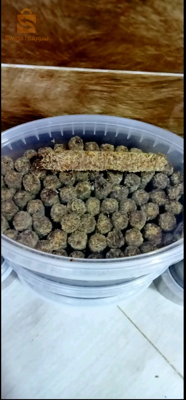 البليدة