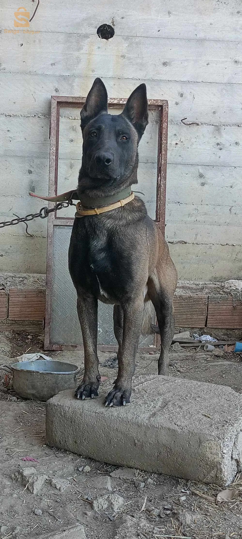chiots malinois charbonné pure sang 🔥 66 jours