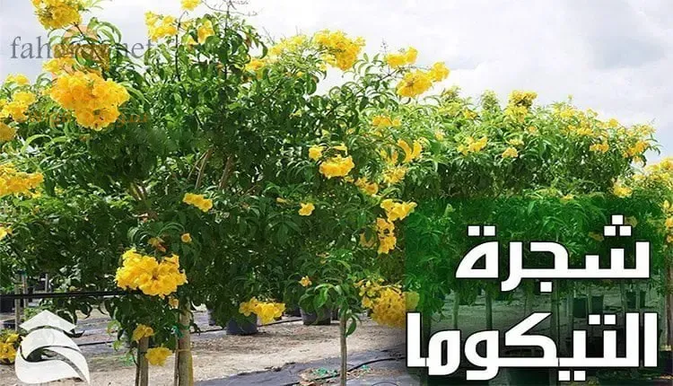 اشجار الزينة