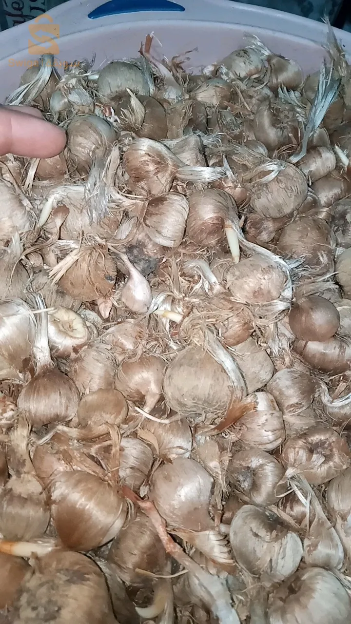 بصيلات الزعفران