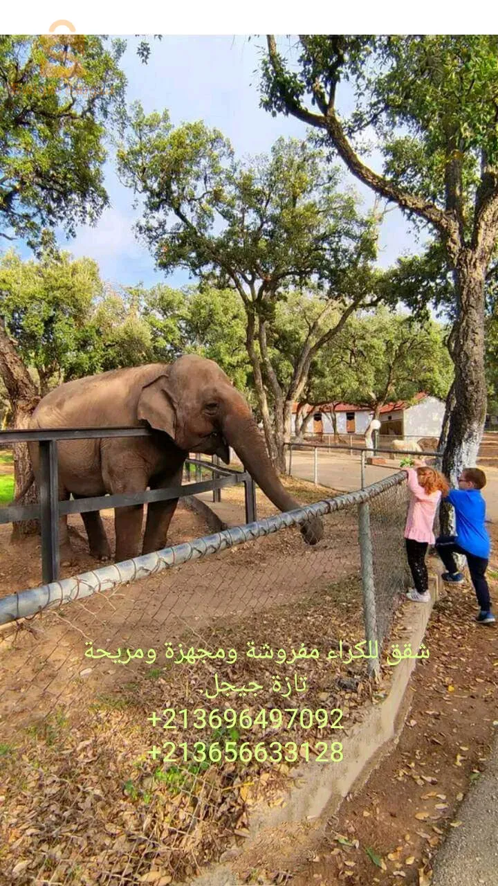 تازة جيجل