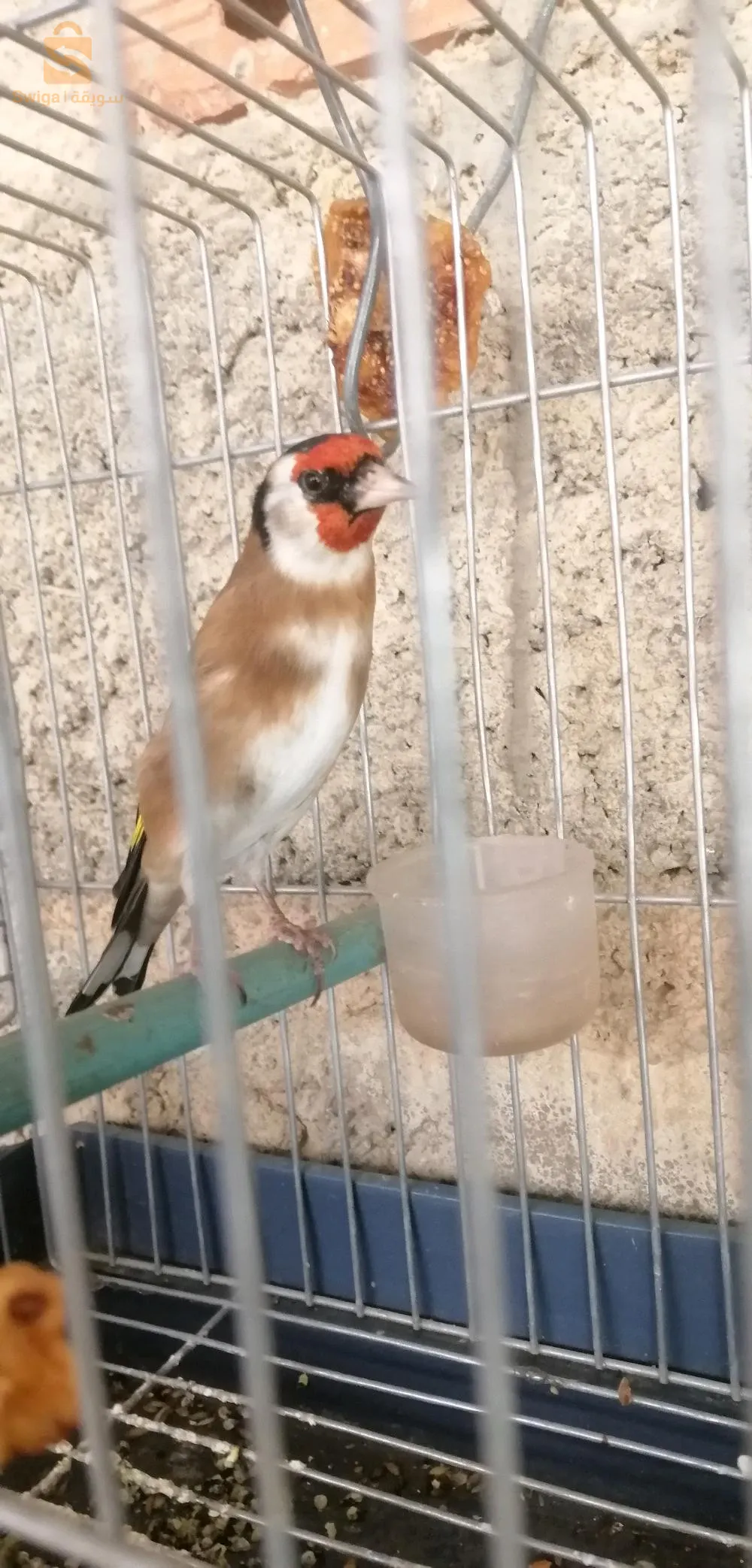 طائران من الحسون