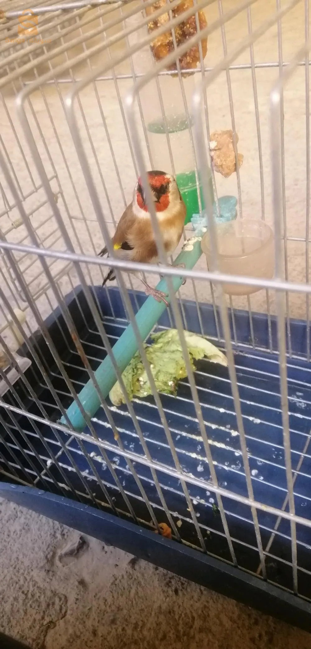 طائران من الحسون