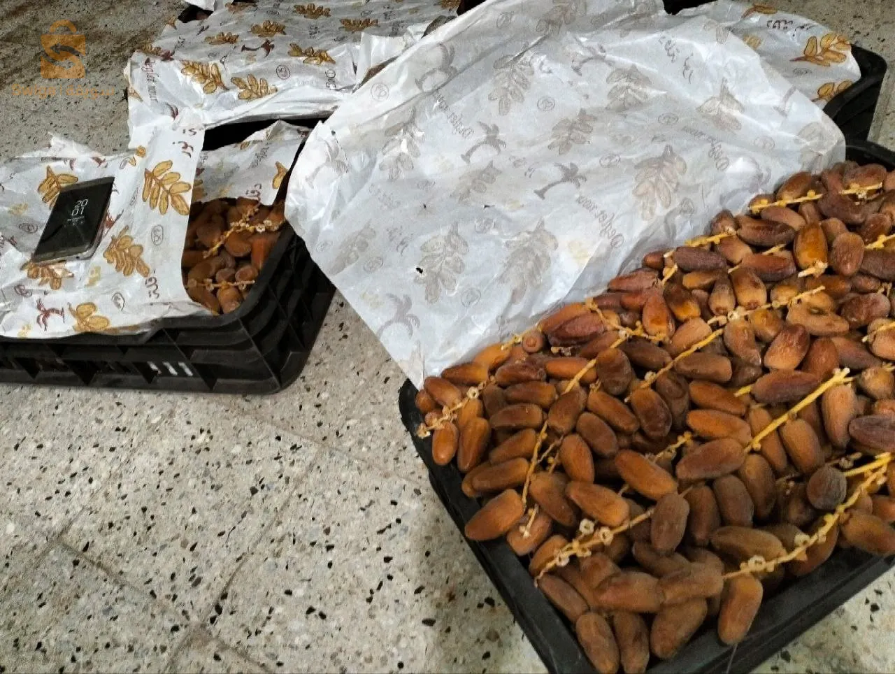 دقلة نور