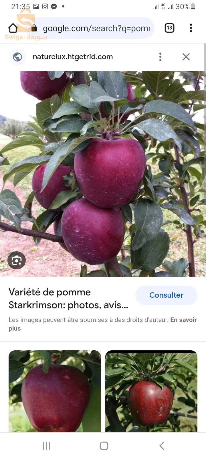 تهيئة المساحات الخضراء وبيع كل أنواع النباتات والأشجار