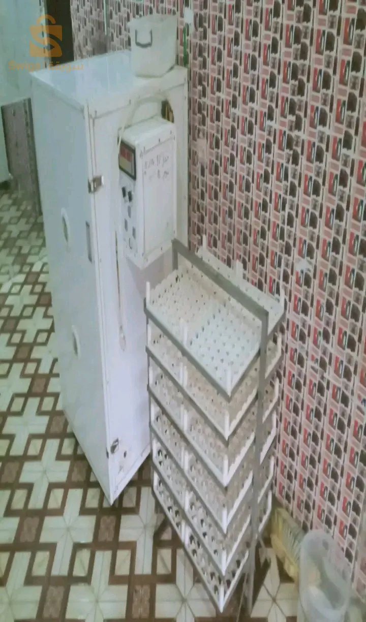 فقاسة دجاج