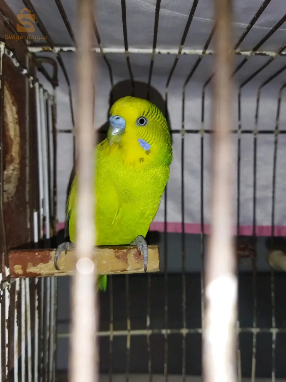 طائر البادجي