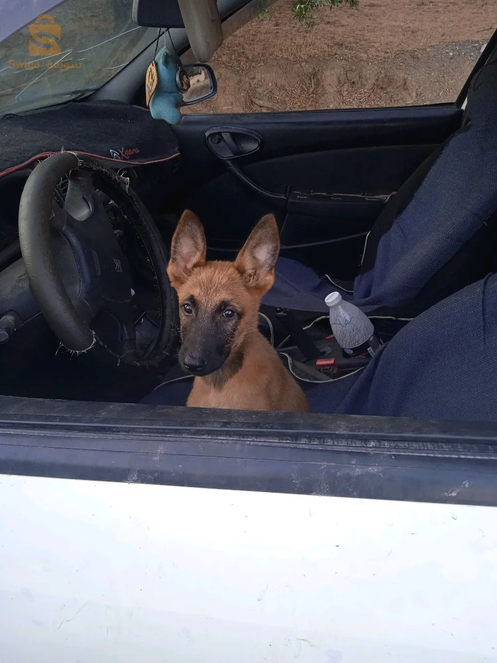 العجيبة البويرة