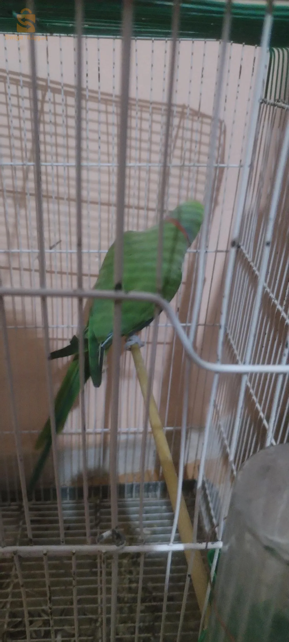 درة هندي غير مروض