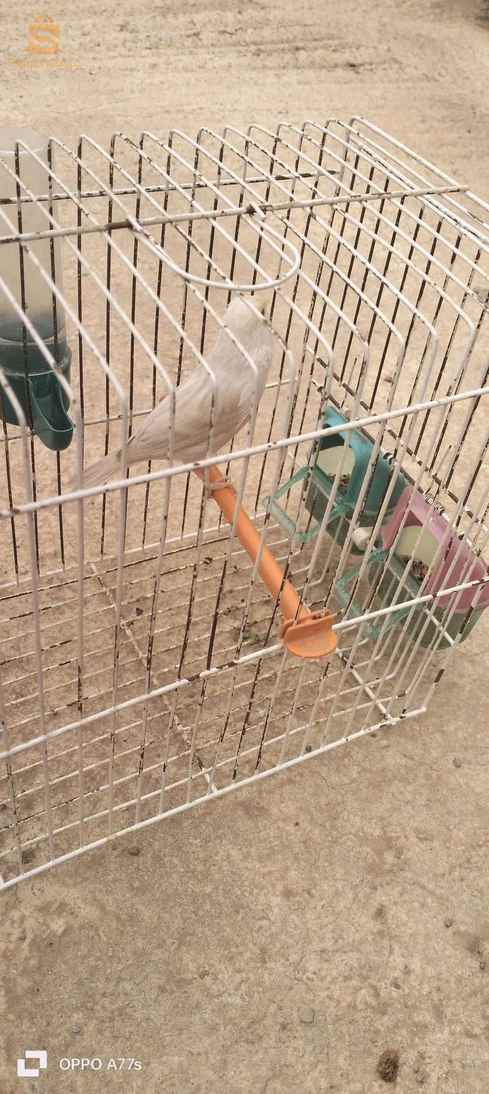 كوبلة وفيمال ساتيني زيو روج