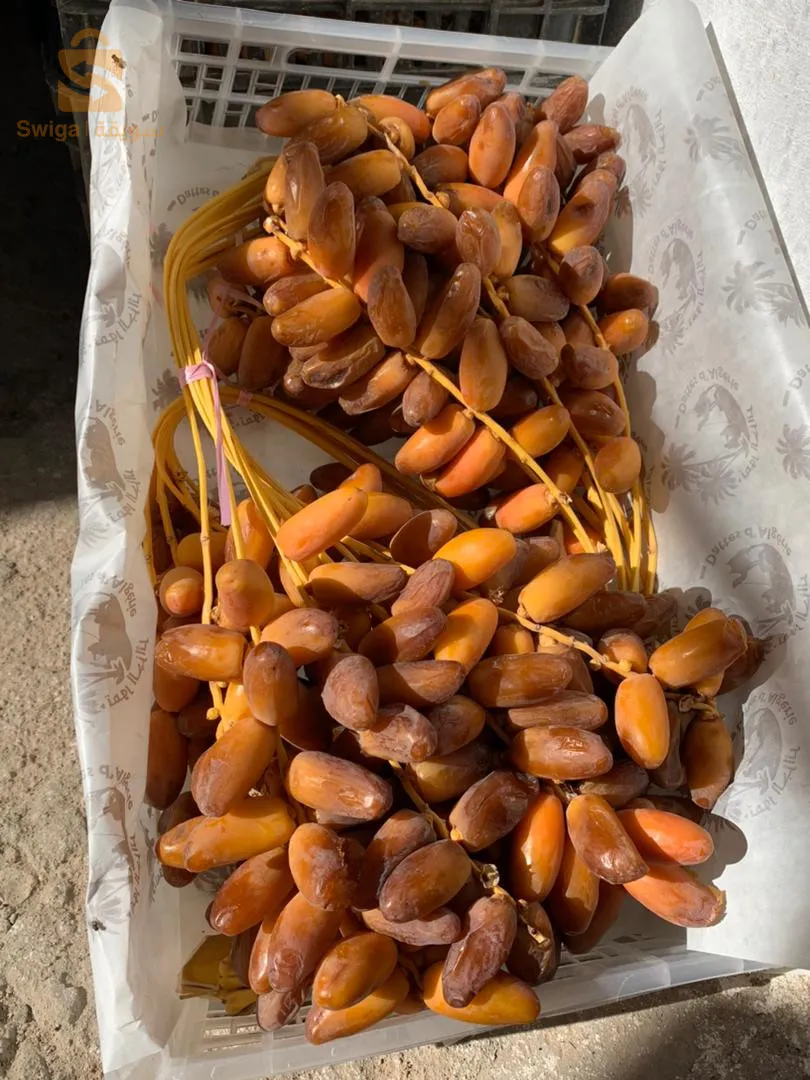 بسكرة طولقة