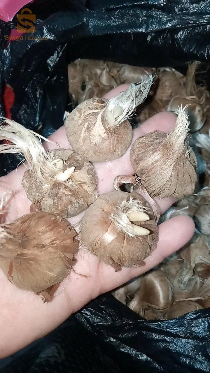 بصيلات الزعفران