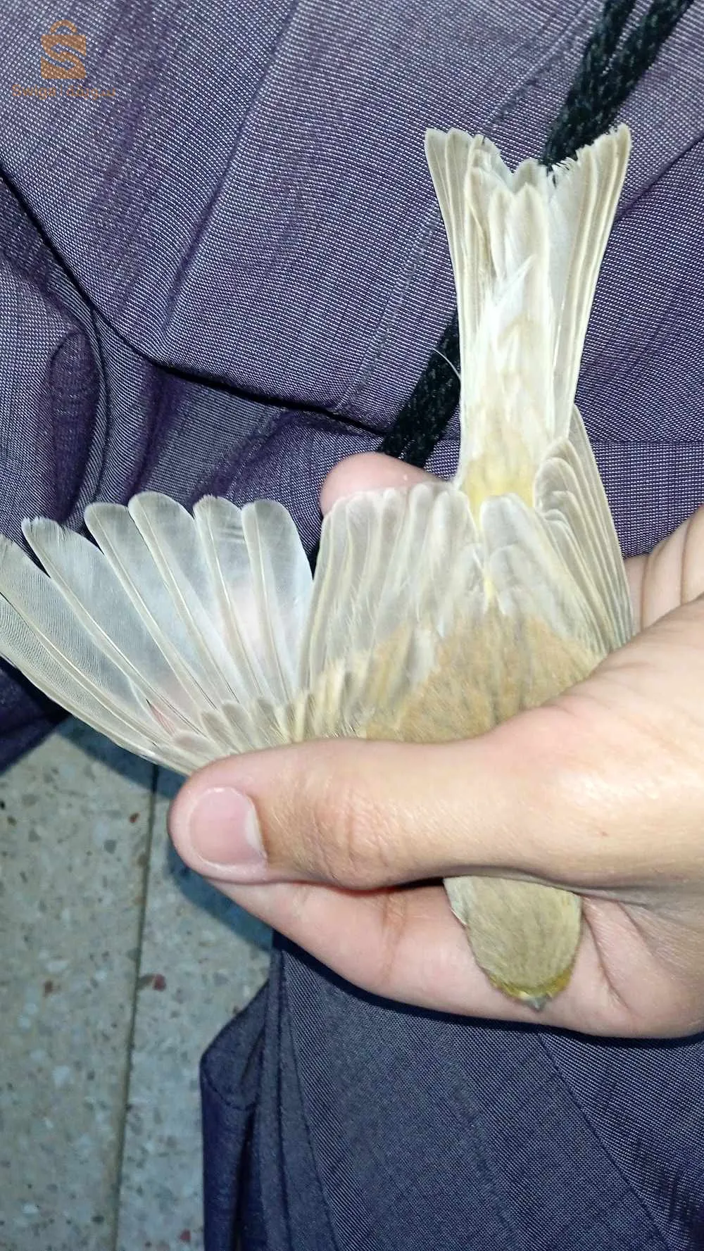 باباحسن العاصمة