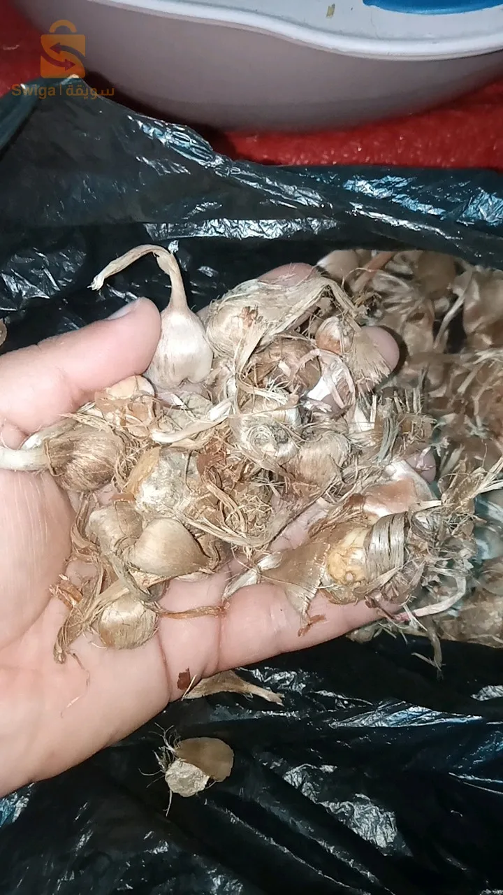 بصيلات الزعفران