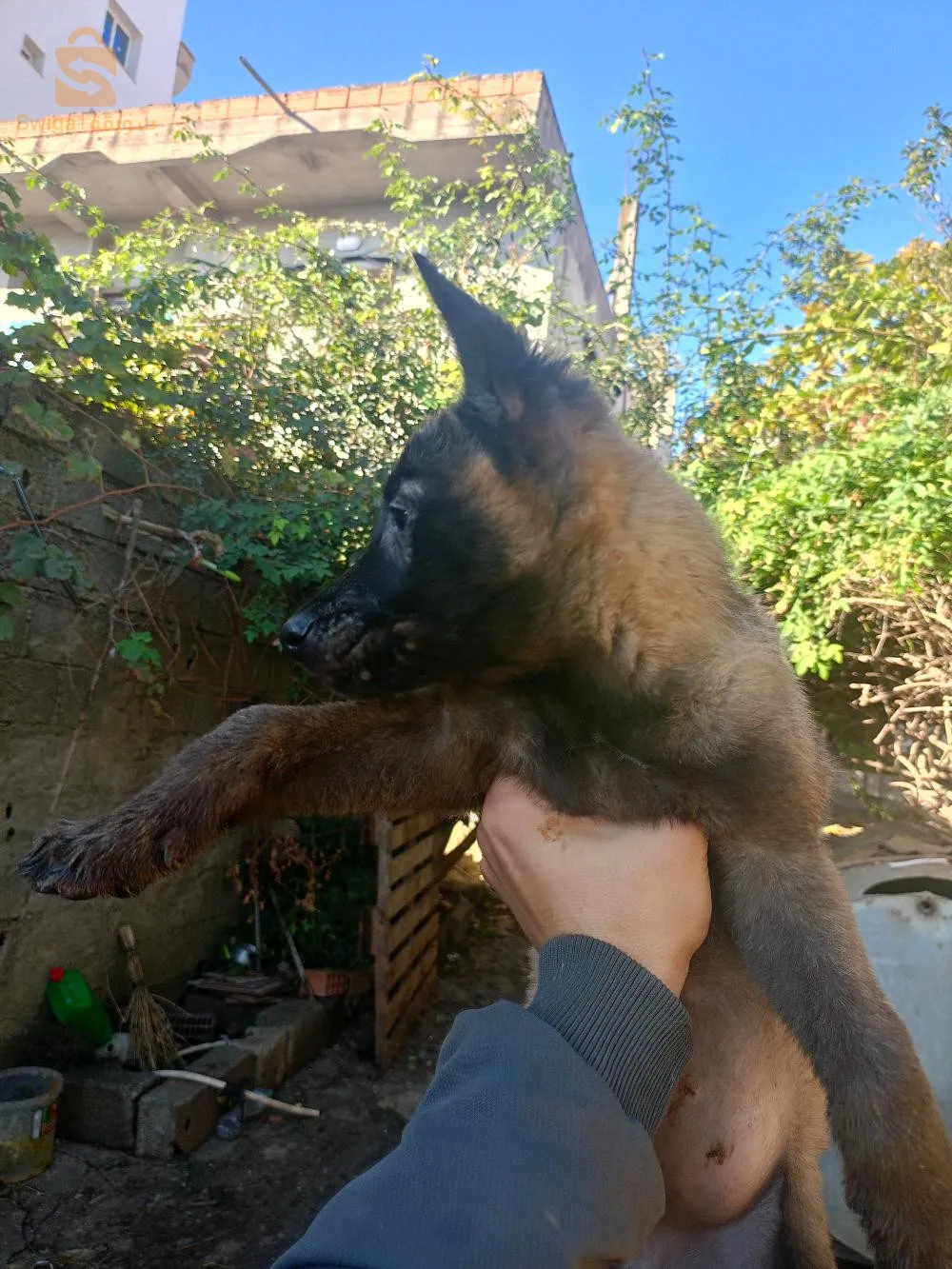 chiots malinois charbonné pure sang 🔥 66 jours
