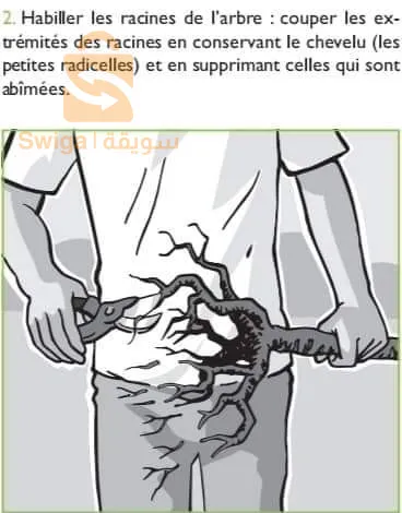 تهيئة المساحات الخضراء وبيع كل أنواع النباتات والأشجار