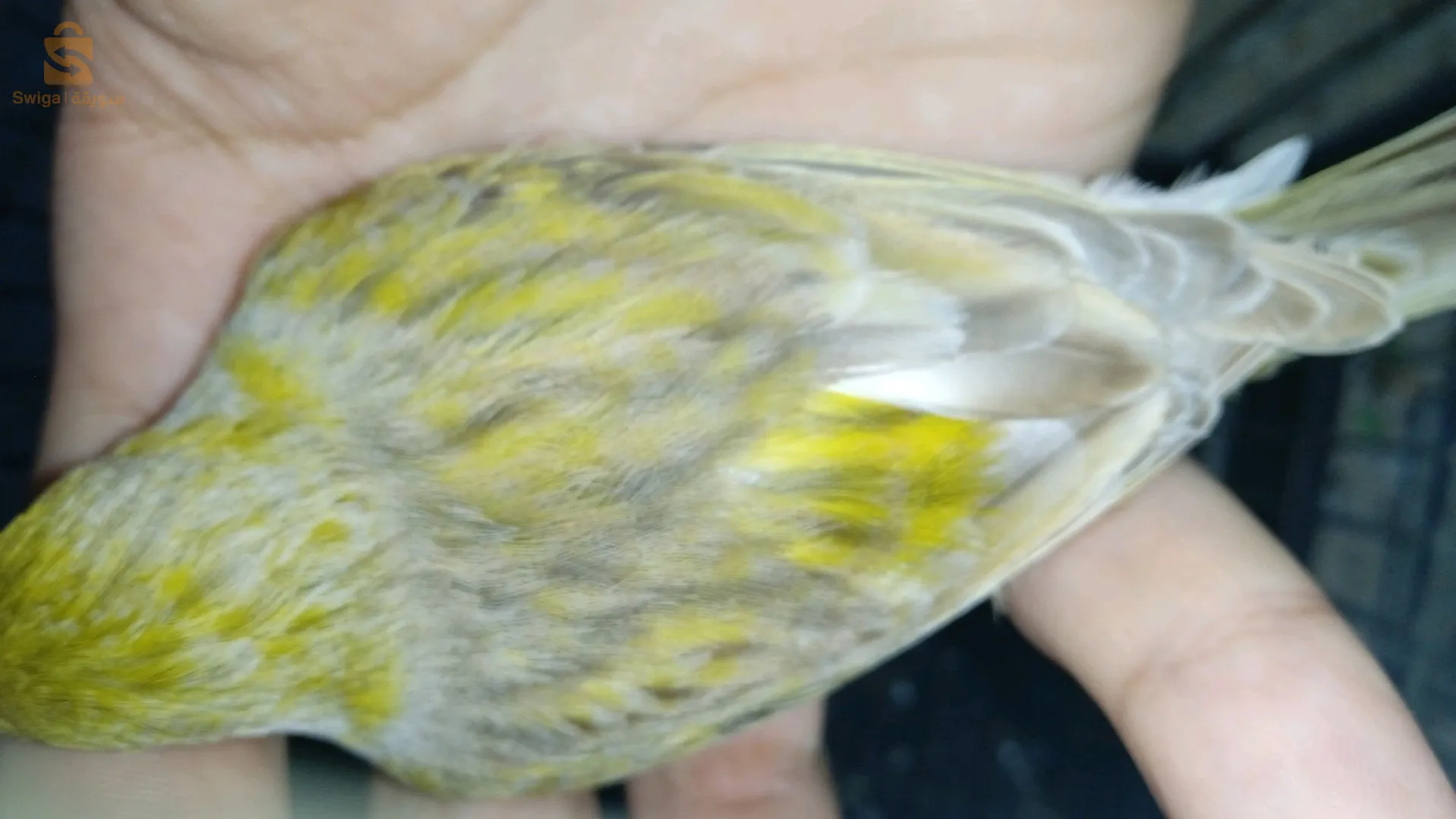 باباحسن العاصمة