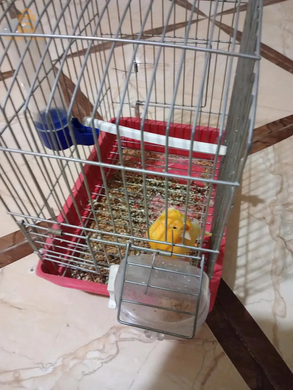 بيع عصفور