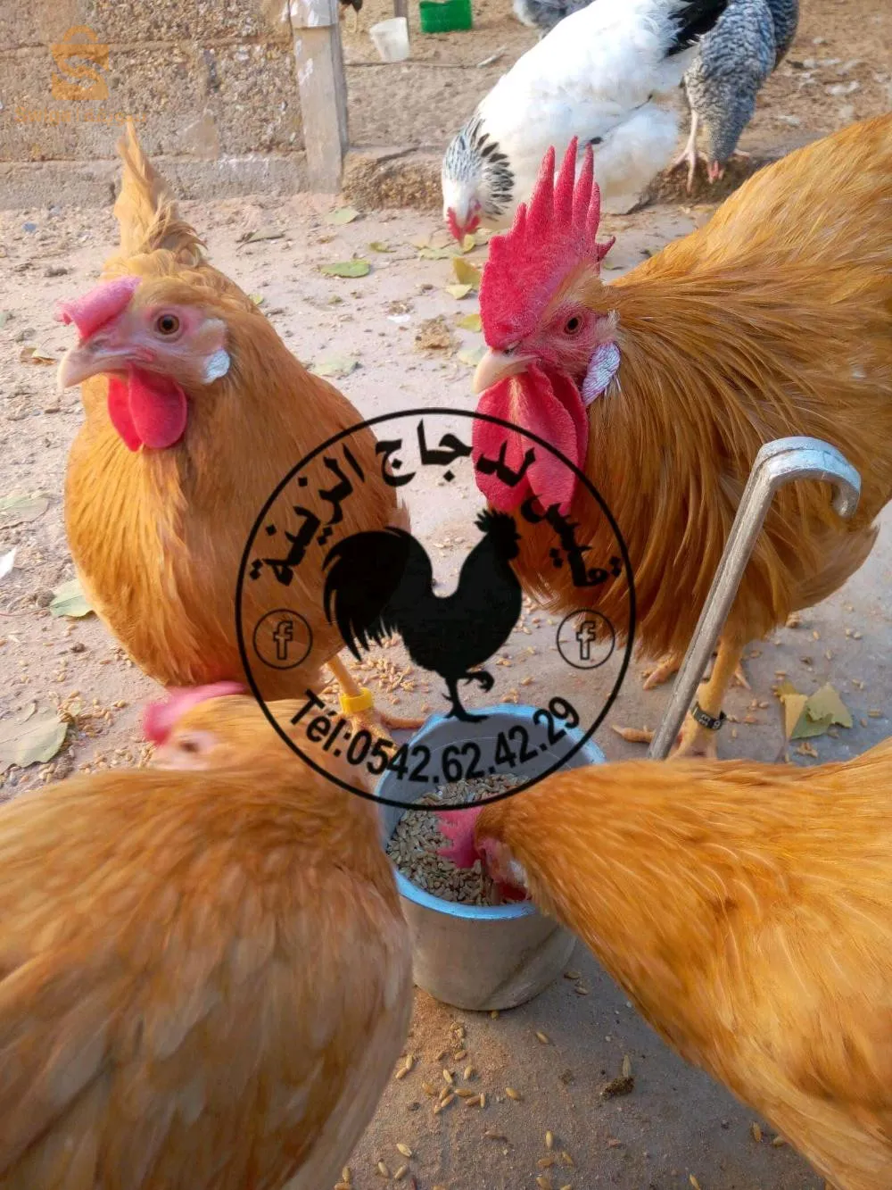 دجاج الزينة