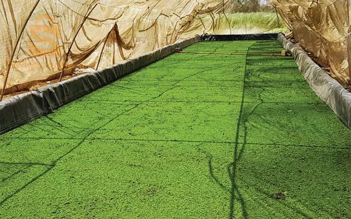 🔸سلام عليكم 
🔸في هذا الوقت من غلاء الاعلاف توفر لكم مزرعة الحاج إبراهيم 🚜☘️ افضل واجود انواع  الازولا☘️ او العلف البديل المجاني الغني بالبروتينات واللذي اثبت انه يعتمد عليه في التغدية الحيوانية سواء تسمين او حليب  لجميع الحيوانات