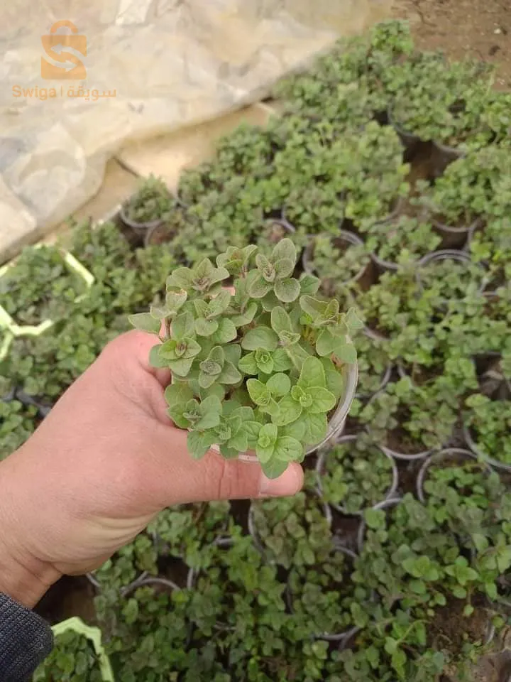 شتلات زعتر بري طبيعي للبيع