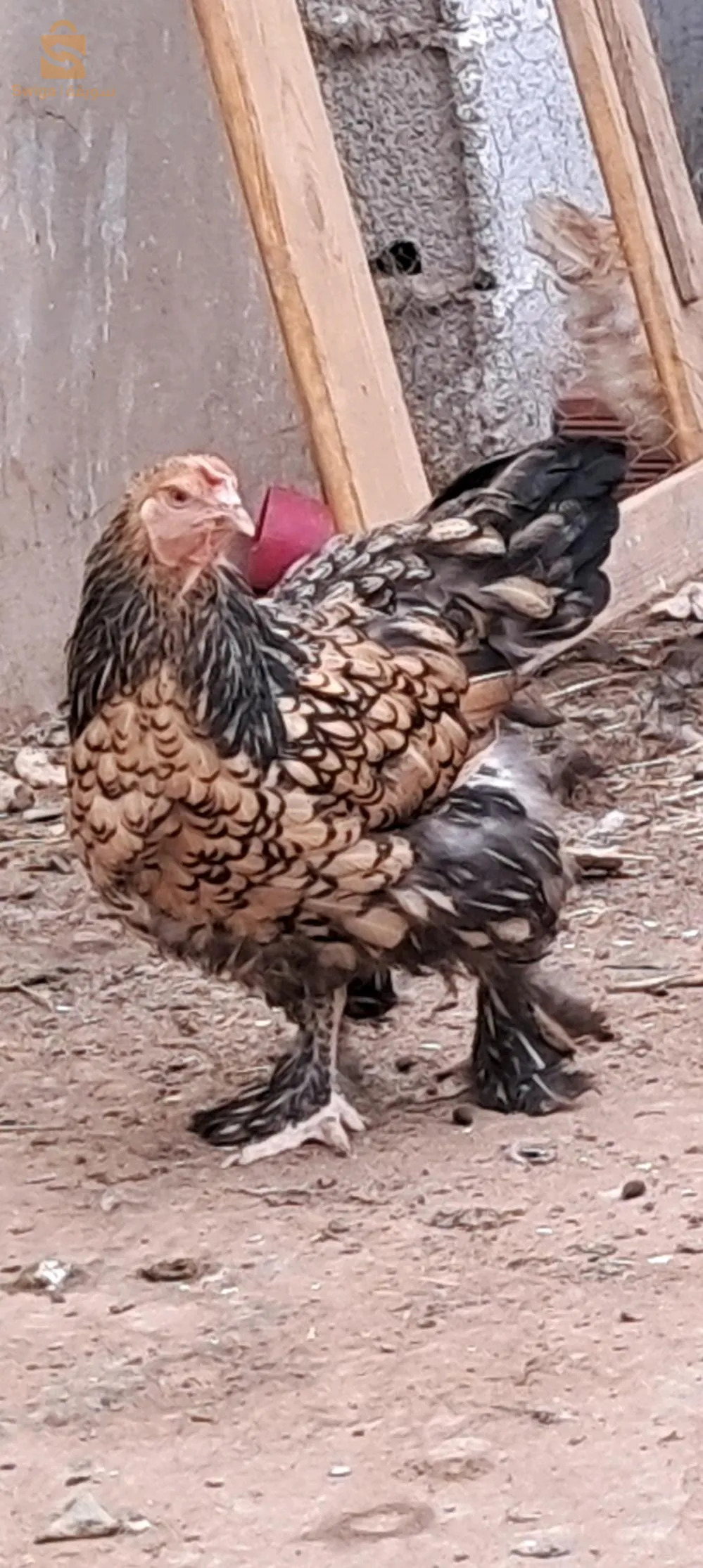 كوبلة براهما ميلفلور دهبي