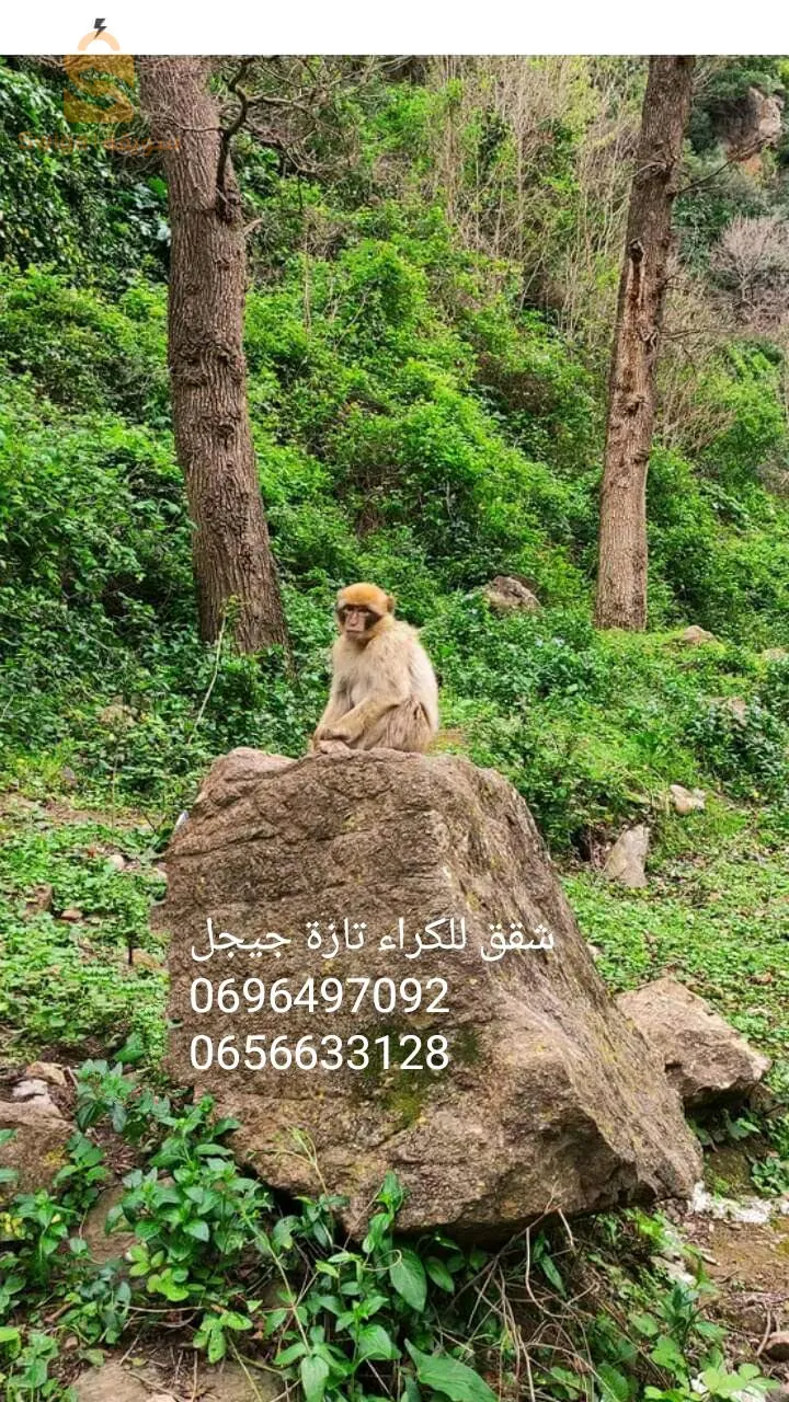 شقق للكراء مجهزة ومفروشة ومريحة للعطل الصيفية تازة جيجل