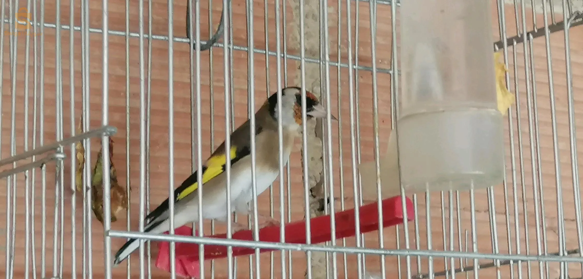 طائران من الحسون