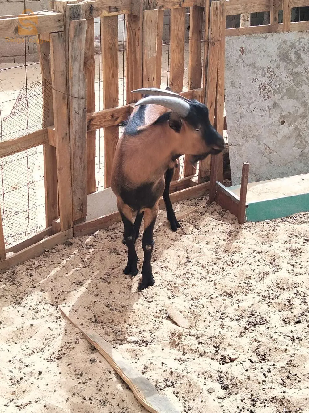 عتروس ألبين 🐐 للبيع