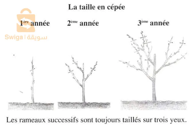 تهيئة المساحات الخضراء وبيع كل أنواع النباتات والأشجار