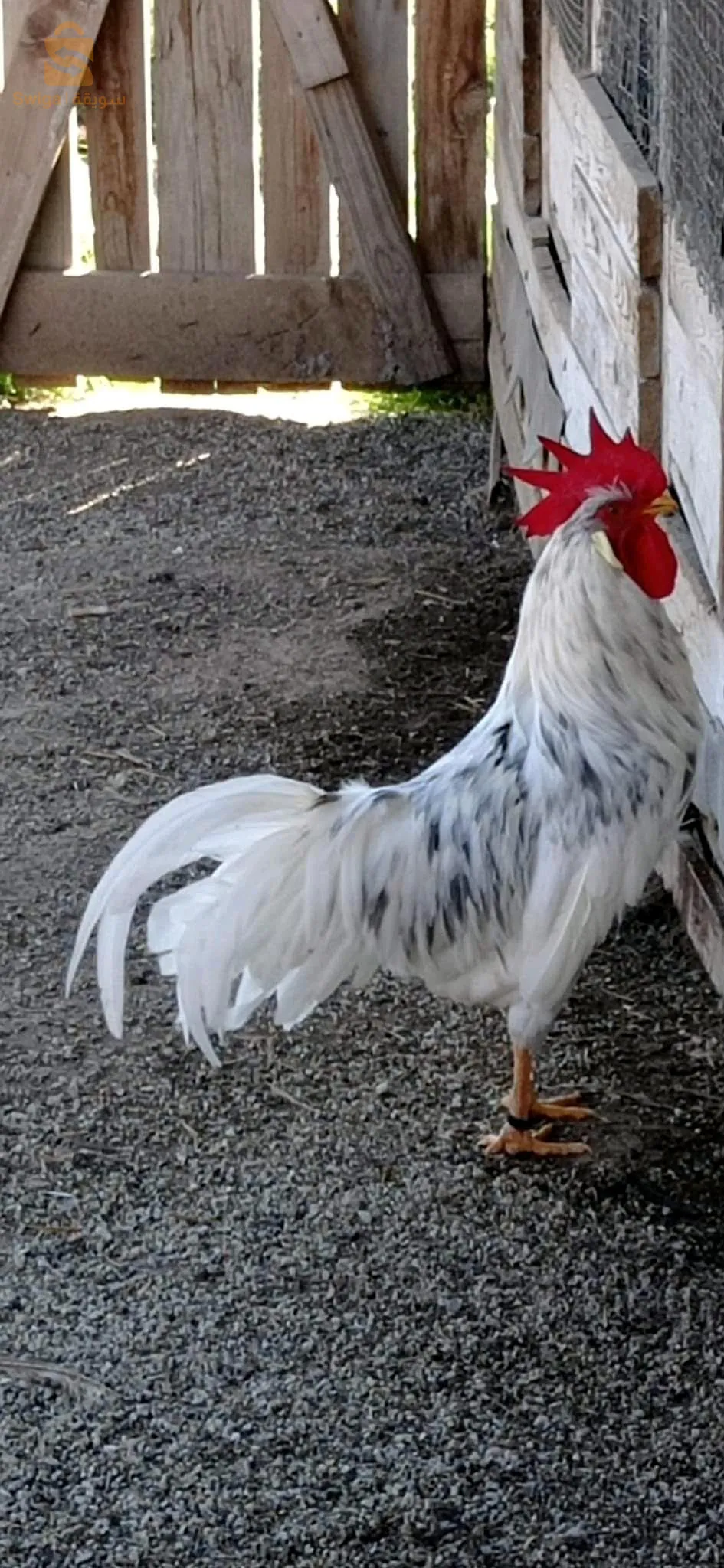 دجاج الزينة